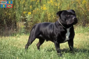 Read more about the article Staffordshire Bull Terrier breeders and puppies in Bourgogne-Franche-Comté