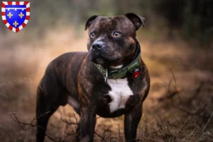 Read more about the article Staffordshire Bull Terrier breeders and puppies in Centre-Val de Loire