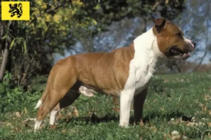 Read more about the article Staffordshire Bull Terrier breeders and puppies in Flanders