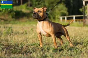 Read more about the article Staffordshire Bull Terrier breeders and puppies in Flevoland