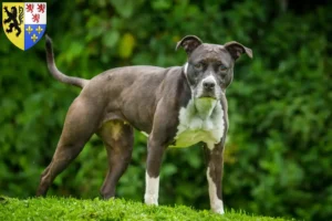 Read more about the article Staffordshire Bull Terrier breeders and puppies in Hauts-de-France