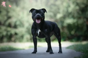 Read more about the article Staffordshire Bull Terrier breeders and puppies in Hovedstaden