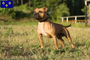 Read more about the article Staffordshire Bull Terrier breeders and puppies in Île-de-France