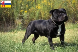 Read more about the article Staffordshire Bull Terrier breeders and puppies in Limburg