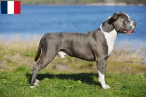 Read more about the article Staffordshire Bull Terrier breeders and puppies in Martinique