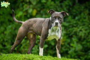 Read more about the article Staffordshire Bull Terrier breeders and puppies in Midtjylland