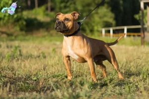 Read more about the article Staffordshire Bull Terrier breeders and puppies in Nordjylland