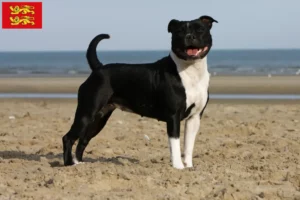 Read more about the article Staffordshire Bull Terrier breeders and puppies in Normandy