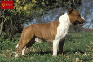 Read more about the article Staffordshire Bull Terrier breeders and puppies in Occitania