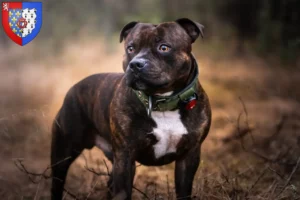 Read more about the article Staffordshire Bull Terrier breeders and puppies in Pays de la Loire