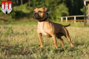 Read more about the article Staffordshire Bull Terrier breeders and puppies in Salzburg