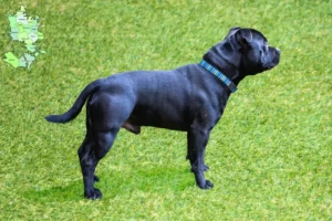 Read more about the article Staffordshire Bull Terrier breeders and puppies in Sjælland