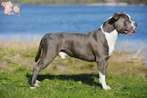 Read more about the article Staffordshire Bull Terrier breeders and puppies in Syddanmark