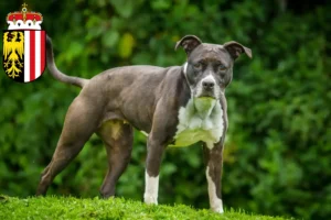 Read more about the article Staffordshire Bull Terrier breeders and puppies in Upper Austria