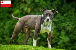 Read more about the article Staffordshire Bull Terrier breeders and puppies in Utrecht