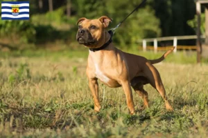 Read more about the article Staffordshire Bull Terrier breeders and puppies in Zeeland