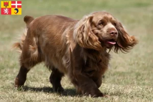 Read more about the article Sussex-Spaniel breeders and puppies in Auvergne-Rhône-Alpes