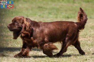 Read more about the article Sussex-Spaniel breeders and puppies in Bourgogne-Franche-Comté