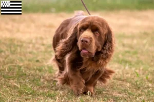 Read more about the article Sussex spaniel breeders and puppies in Brittany