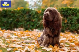 Read more about the article Sussex Spaniel breeders and puppies in the Brussels-Capital Region