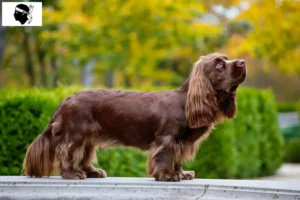 Read more about the article Sussex spaniel breeders and puppies in Corsica
