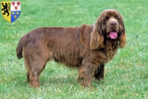 Read more about the article Sussex-Spaniel breeders and puppies in Hauts-de-France
