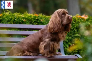 Read more about the article Sussex-Spaniel breeders and puppies in Nouvelle-Aquitaine