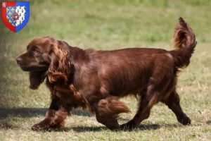 Read more about the article Sussex Spaniel breeders and puppies in Pays de la Loire