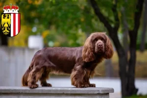 Read more about the article Sussex-Spaniel breeders and puppies in Upper Austria