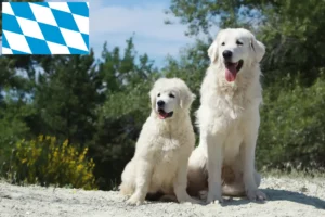 Read more about the article Tatra Sheepdog breeders and puppies in Bavaria