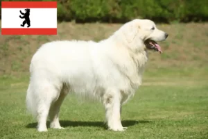 Read more about the article Tatra Sheepdog breeders and puppies in Berlin