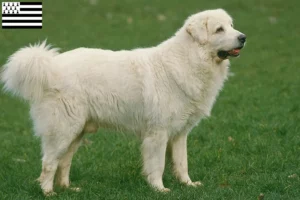 Read more about the article Tatra Sheepdog breeders and puppies in Brittany