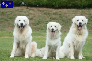 Read more about the article Tatra Sheepdog breeders and puppies in Île-de-France