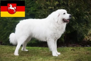 Read more about the article Tatra Sheepdog breeders and puppies in Lower Saxony