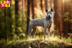 Read more about the article Thai Ridgeback breeders and puppies in Auvergne-Rhône-Alpes