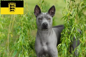 Read more about the article Thai Ridgeback breeders and puppies in Baden-Württemberg