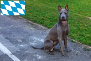 Read more about the article Thai Ridgeback breeders and puppies in Bavaria