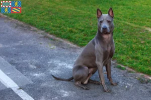Read more about the article Thai Ridgeback breeders and puppies in Bourgogne-Franche-Comté
