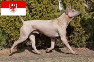 Read more about the article Thai Ridgeback breeders and puppies in Brandenburg