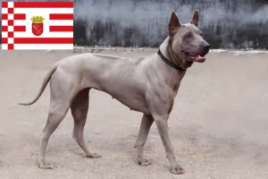 Read more about the article Thai Ridgeback breeder and puppies in Bremen