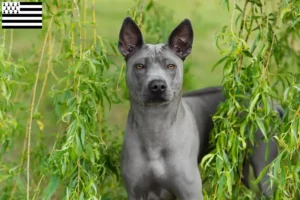 Read more about the article Thai Ridgeback breeders and puppies in Brittany