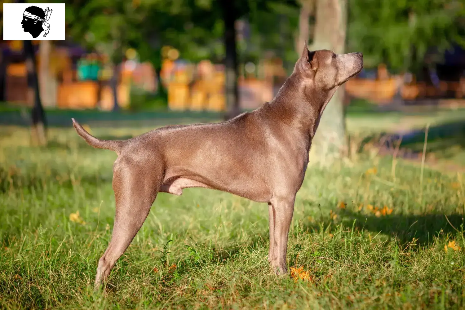 Read more about the article Thai Ridgeback breeders and puppies in Corsica