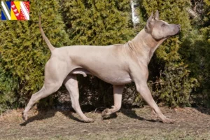 Read more about the article Thai Ridgeback breeders and puppies in Grand Est