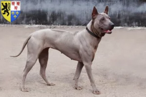 Read more about the article Thai Ridgeback breeders and puppies in Hauts-de-France