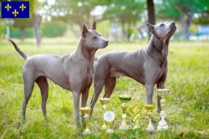 Read more about the article Thai Ridgeback breeders and puppies in Île-de-France