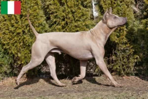 Read more about the article Thai Ridgeback breeders and puppies in Italy