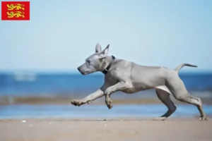 Read more about the article Thai Ridgeback breeders and puppies in Normandy