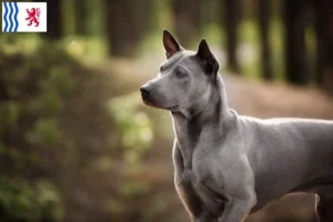 Read more about the article Thai Ridgeback breeders and puppies in Nouvelle-Aquitaine