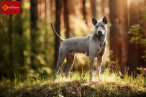 Read more about the article Thai Ridgeback breeders and puppies in Occitania
