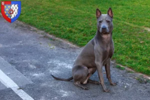 Read more about the article Thai Ridgeback breeders and puppies in Pays de la Loire